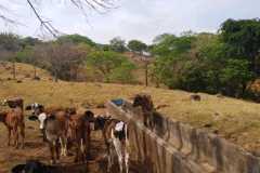 Lote-Alajuela-San-Ramón-Piedades-sur-204-4