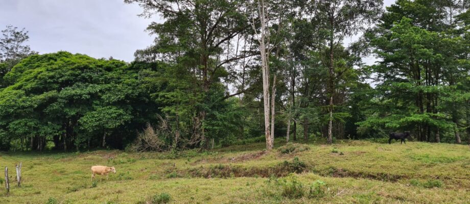 A la venta finca de 27 hectáreas Pital de San Carlos